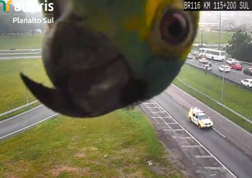 título imagem Papagaio é flagrado 'espiando' em câmera do circuito de segurança de rodovia