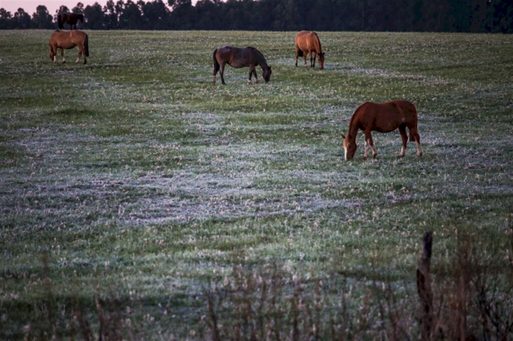 Renan Mattos - Cavalos gelavam os cascos em campo próximo da BR-158, em Santa Maria