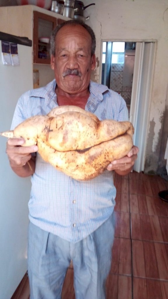 Santa-mariense colhe batata-doce com mais de cinco quilos