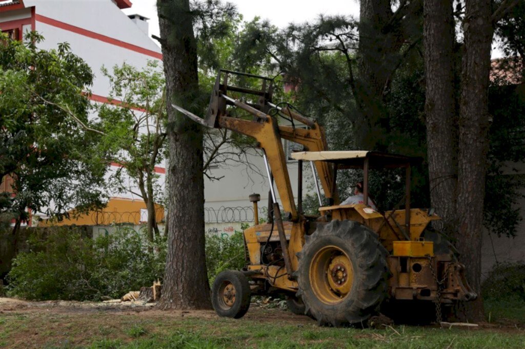 VÍDEO: corte de árvores na UFSM já estava programado, e novas mudas são plantadas