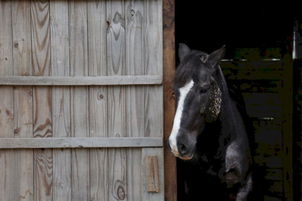 Cavalo diagnosticado com mormo sofre eutanásia em Santa Maria