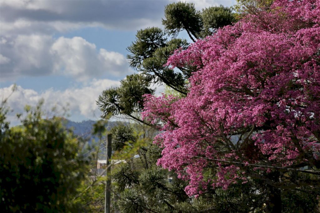 FOTOS+VÍDEO: mesmo antes da primavera, floração das plantas colore as ruas