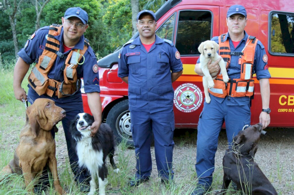 VÍDEO: cães são adestrados para ajudar em resgates e recuperação de pacientes