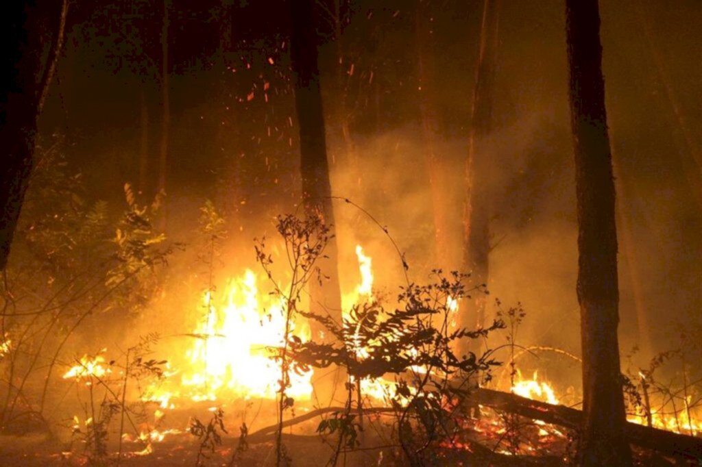 título imagem Focos de incêndio em vegetação quase dobraram em um ano. Veja como evitar