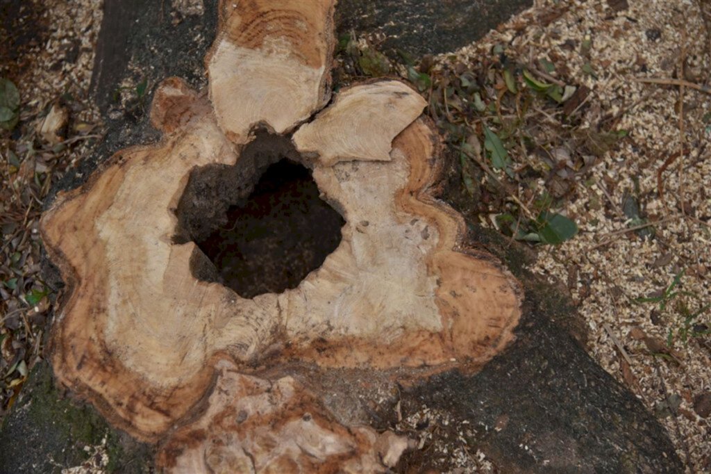 Empresa pode sofrer multa se não justificar o corte de 17 árvores no Bairro Rosário