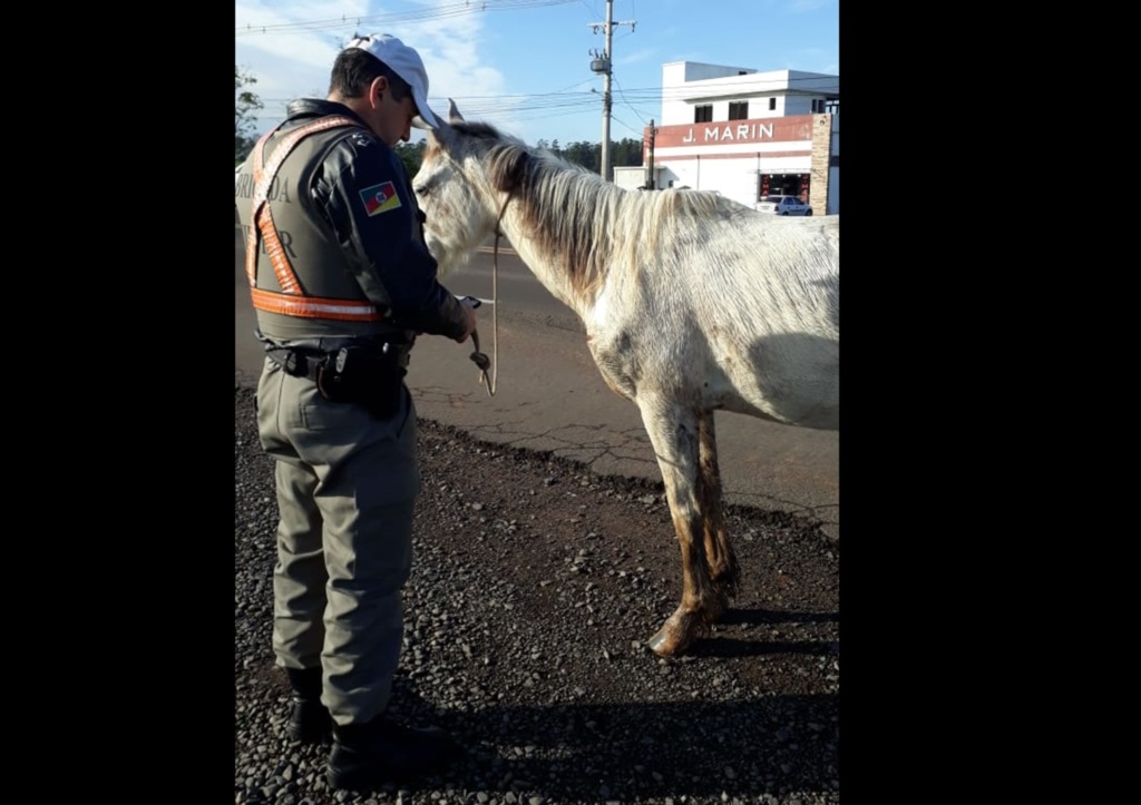 Cavalos são atropelados por ônibus da Faixa Nova de Camobi