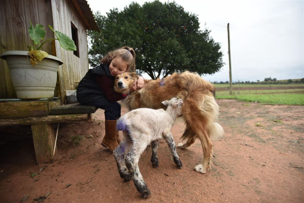 FOTOS+VÍDEOS: cadela adota e amamenta cordeiro órfão em Santa Maria