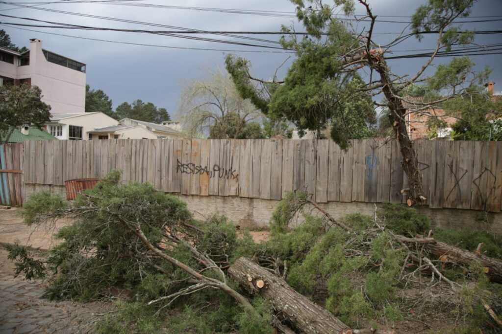 Rajadas de vento chegam a 86 km/h e derrubam árvores e postes de luz em Santa Maria
