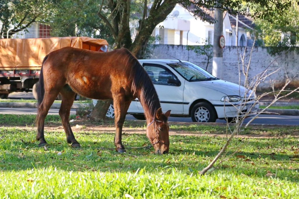 Prefeitura lança edital para comprar 500 chips para cavalos
