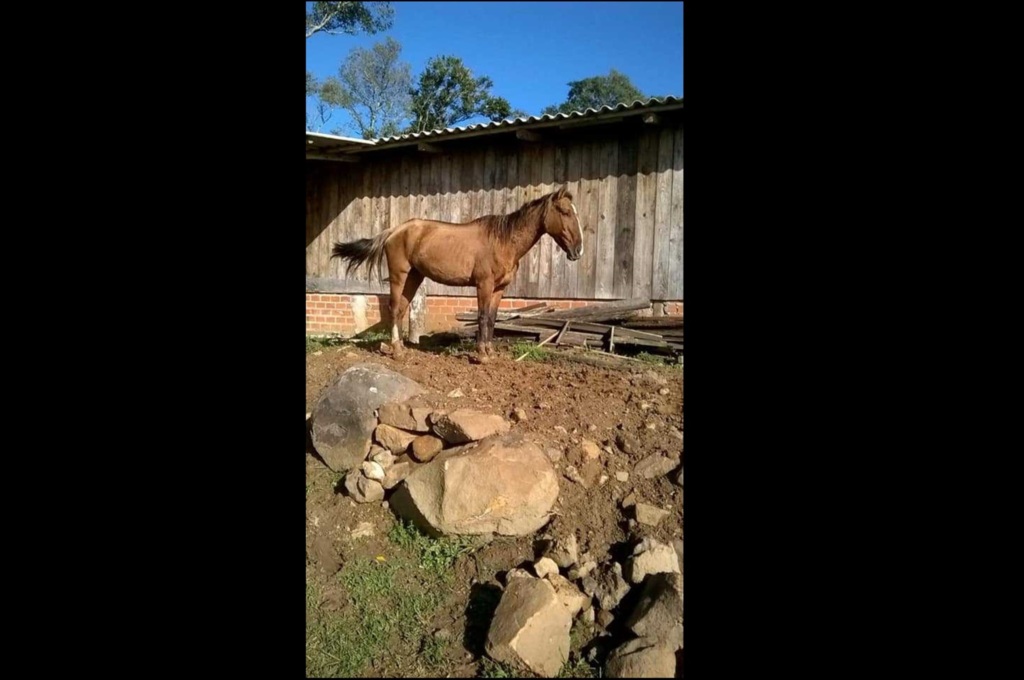 Entidade pede ajuda para localizar cavalos furtados em Santa Maria
