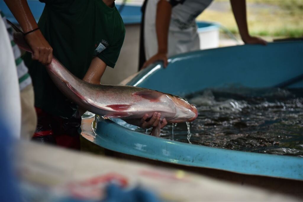 Feira do Peixe Vivo comercializa 130 toneladas de pescado