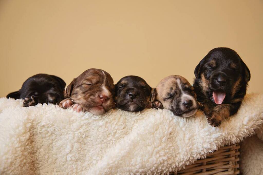 título imagem FOTOS: fotógrafa faz ensaio de filhotes para incentivar a adoção de cães em Santa Maria