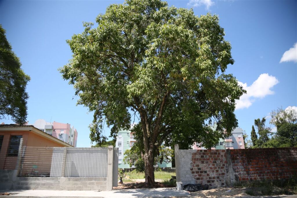 Em obra de reforma de escola de Santa Maria, acesso ao pátio foi projetado na frente de uma árvore