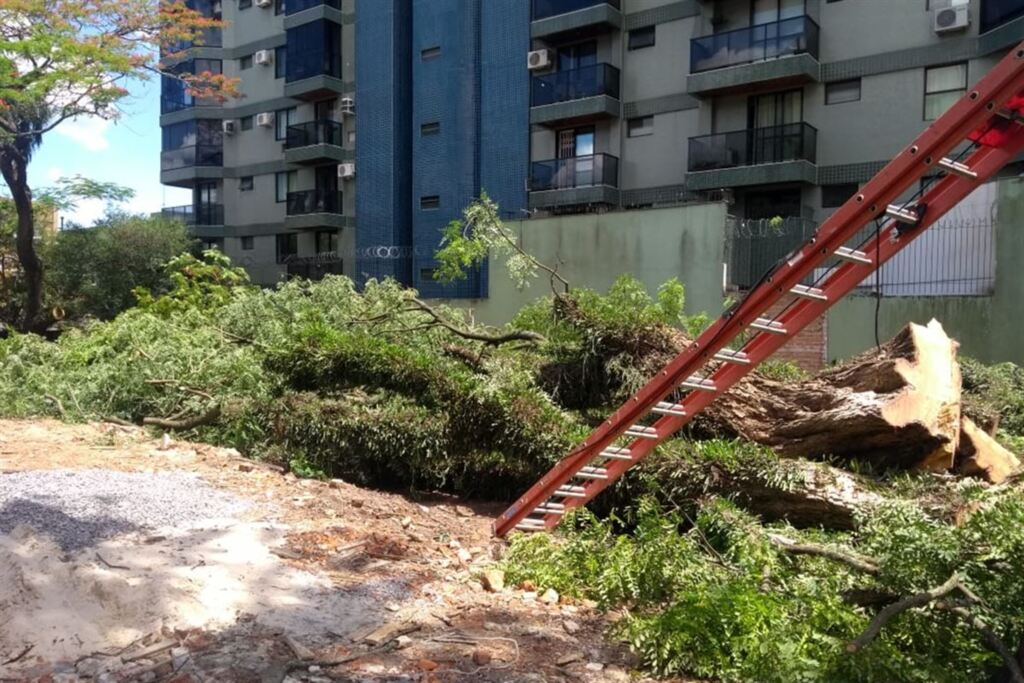 Alvo de polêmica, antiga árvore é derrubada em Santa Maria