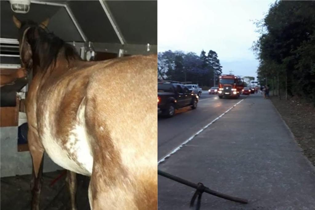 Égua ferida em acidente em Santa Maria recebeu atendimento de veterinário