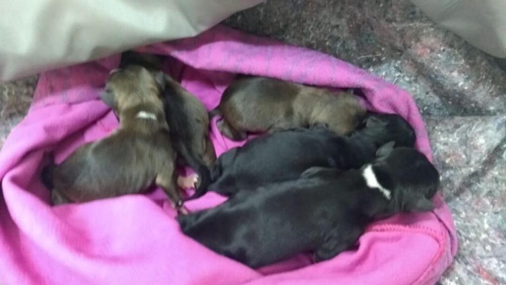 Adolescente encontra cachorros recém-nascidos abandonados em um saco em Santa Maria