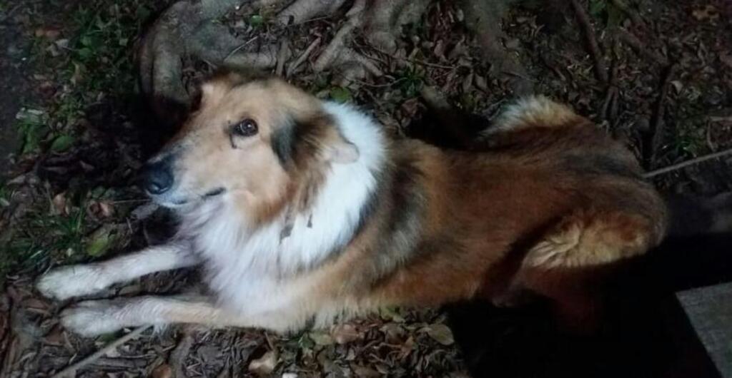Cão encontrado pela PRF em Itaara procura pelo dono