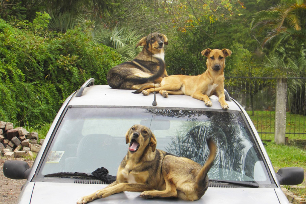 Clube dos Amigos dos Animais - Gêmeas (cadelinhas amarelas), 1 ano e meio e Magrela, 2 anos. As três castradas e de porte M/G