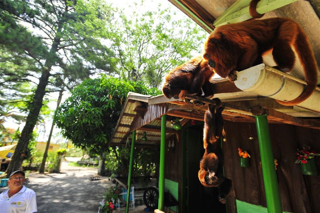 Foto: Gabriel Haesbaert (Diário) - Moradores, como Gilberto Zanini, convivem bem com os macacos no Distrito do Verde