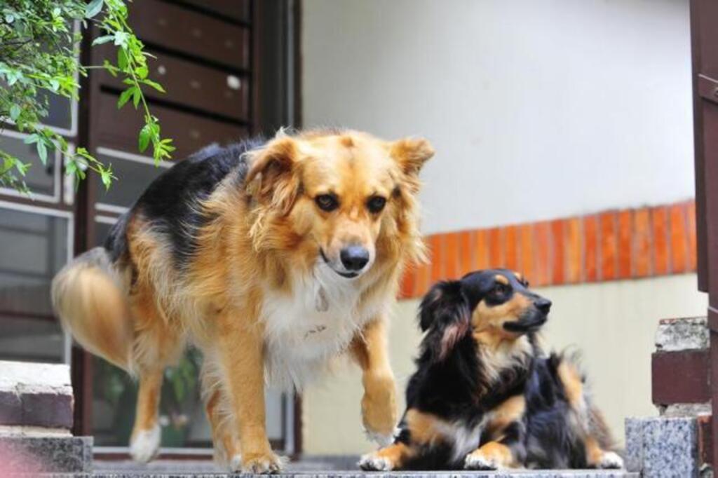 VÍDEO: Conheça Feijão e Amendoim, os famosos cães comunitários do Parque Itaimbé