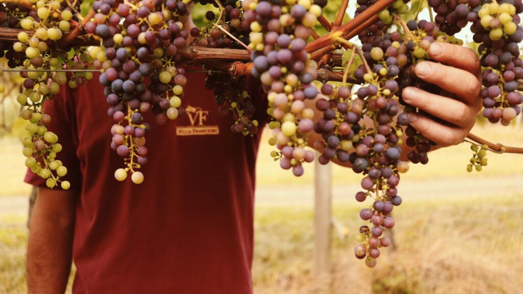 Uvas começam o processo de maturação, e Villa Francioni se prepara para a Vindima