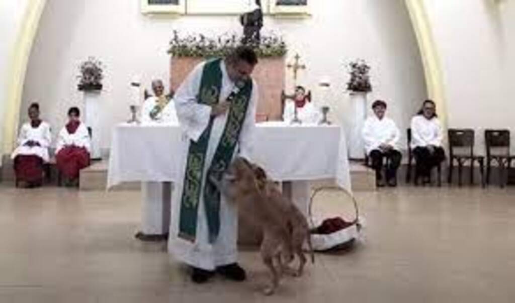 Cães invadem missa e puxam vestes de padre