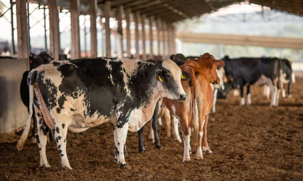 (CNA/Wenderson Araujo) - Vendas de carne bovina à China são suspensas após caso de vaca louca