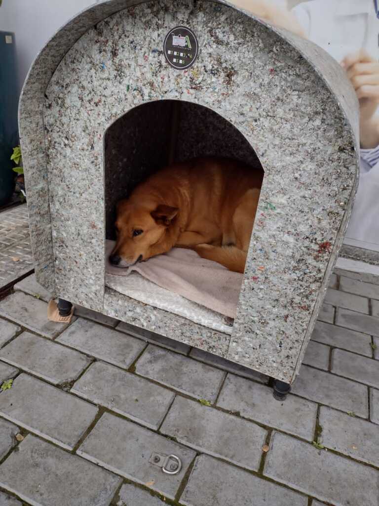 Cão Comunitário pode mudar a vida dos cachorros de rua