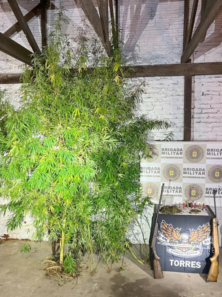 BM DE TORRES PRENDE HOMEM COM SEIS PÉS DE MACONHA E ESPINGARDAS
