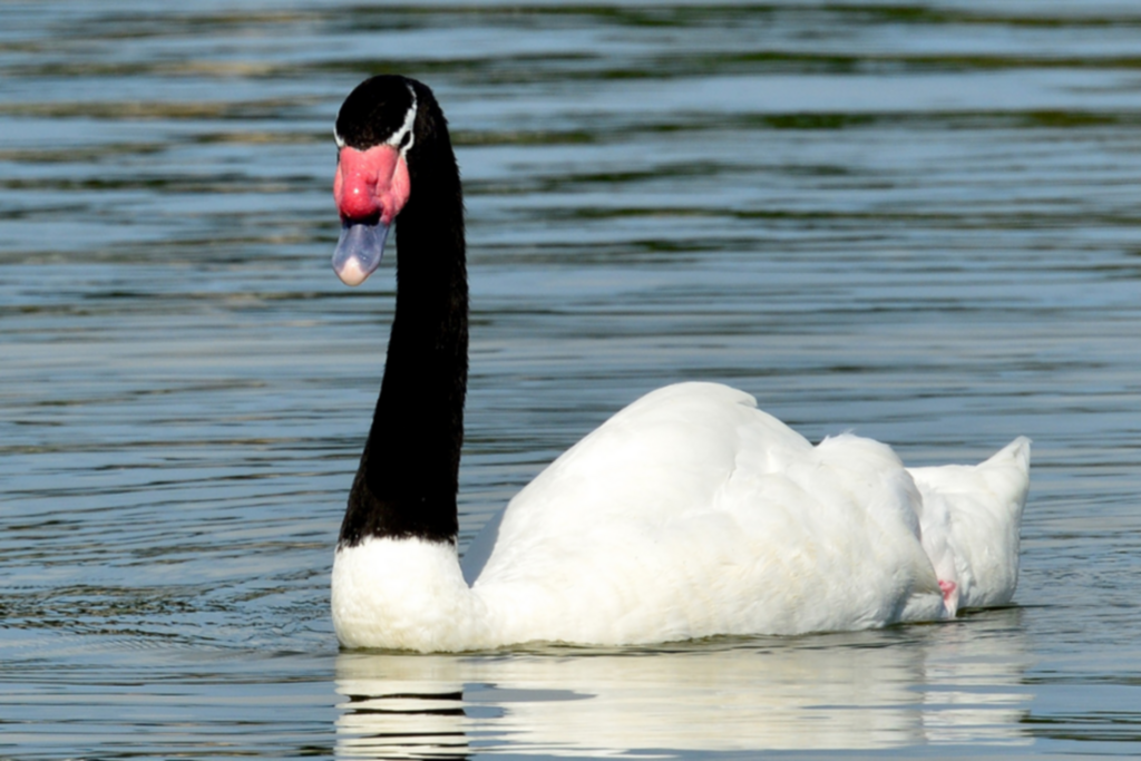 Foto: Divulgação - Governo do Uruguai - A influenza aviária é altamente contagiosa e fatal para aves domésticas e silvestres
