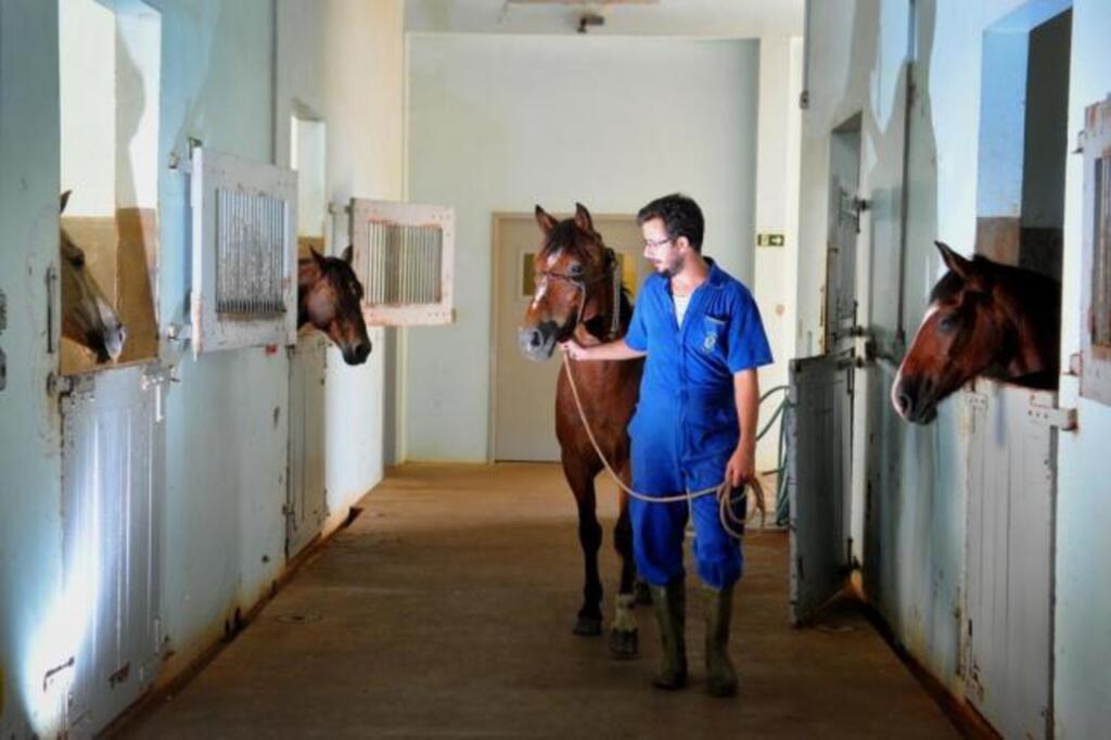 Alunos e professor da Veterinária fazem avaliações em cavalos