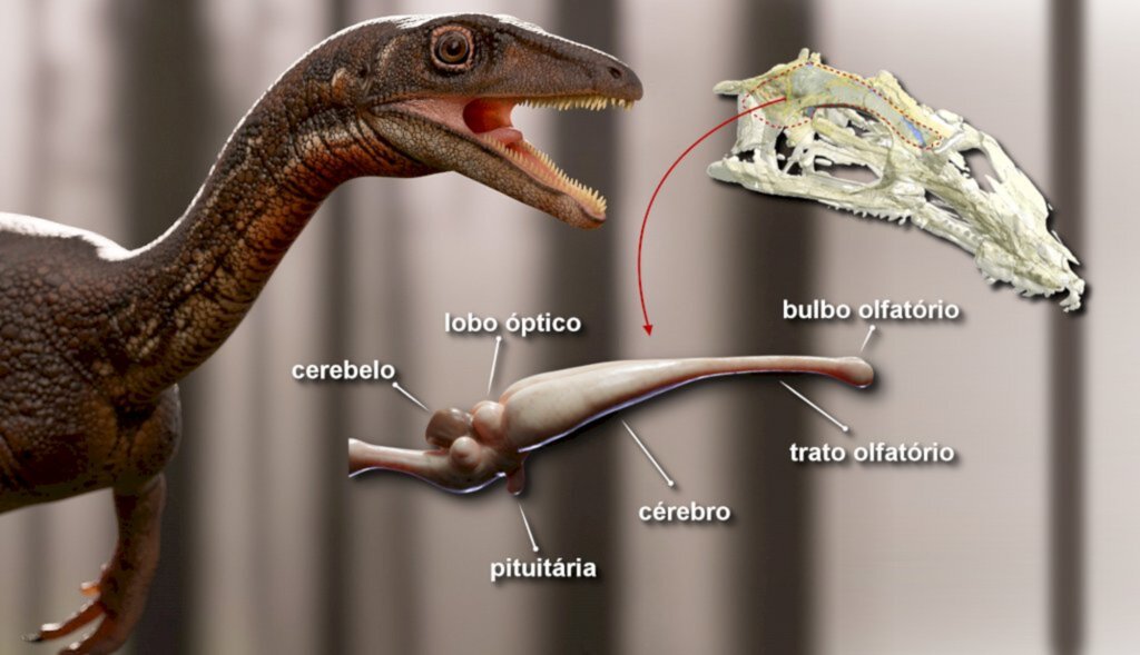título imagem Estudo da UFSM apresenta primeiro cérebro completo de dinossauro descoberto na região