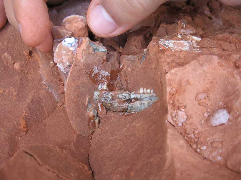 Foto: Cristina Bertoni-Machado - Primeiros restos do Bagualosaurus agudoensis como foi encontrado na rocha. Alguns dentes do animal podem ser vistos no centro da imagem
