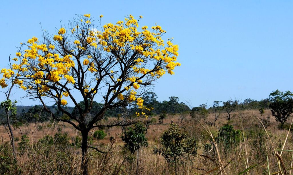 Toninho Tavares/Agência Brasília - Especial DP - O estado registrou 742 km² de desmatamento no bioma