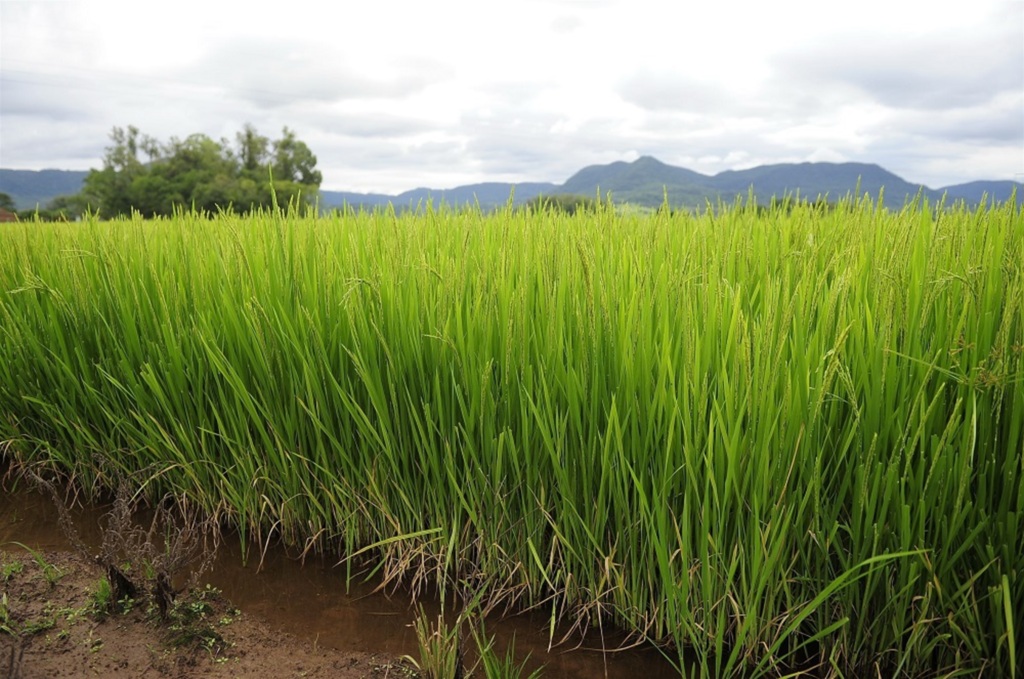 Agrotóxico tem sido usado de forma incorreta em lavouras de arroz na região