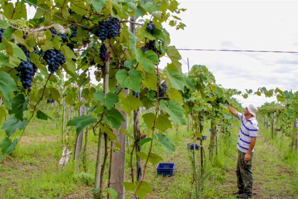 Foto: Leandro Ineu (Divulgação) - Produtor Leonardo Schaf cultiva dois hectares de uva em Coxilha Verde, no interior do município, e estuda fabricar azeite