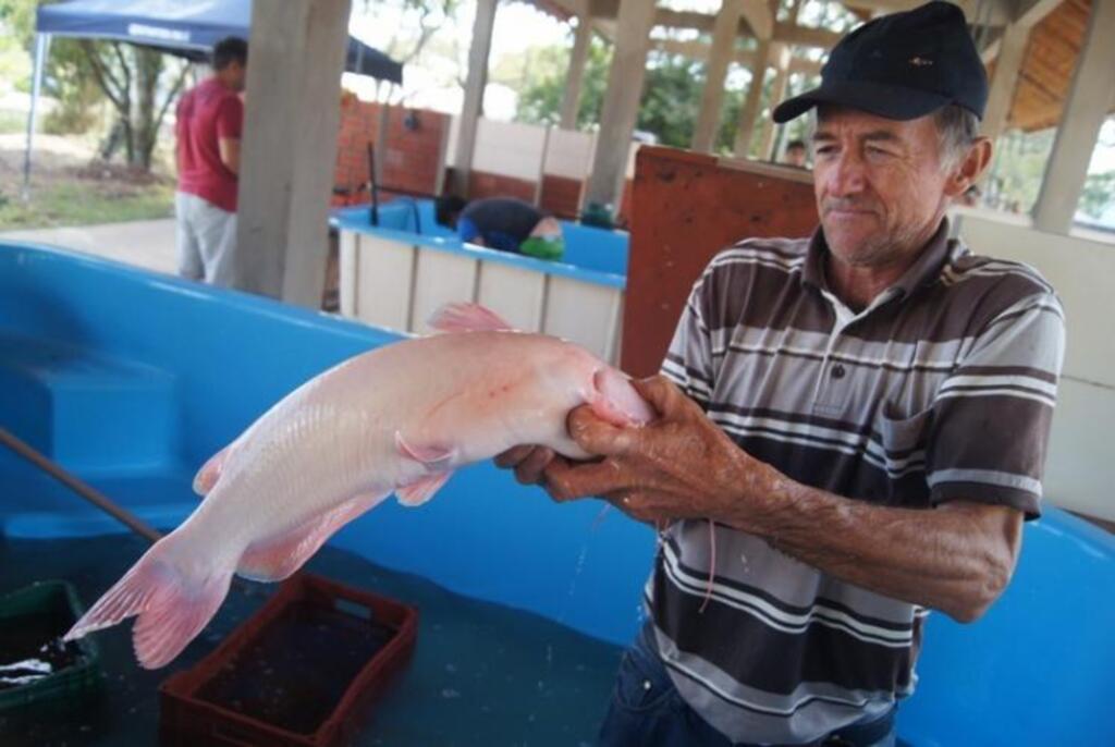 Piscicultores esperam vender até 20 toneladas de peixe durante feira em Santiago