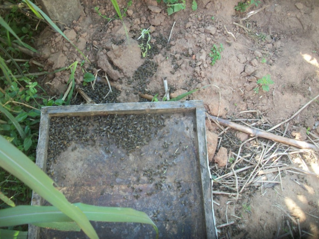 Agrotóxicos são encontrados em 38 das 42 amostras de abelhas mortas na região