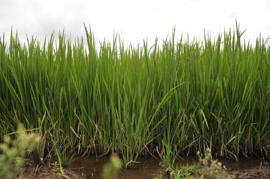 Palestra nesta quarta debaterá uso indevido de agrotóxico em lavouras de arroz na região