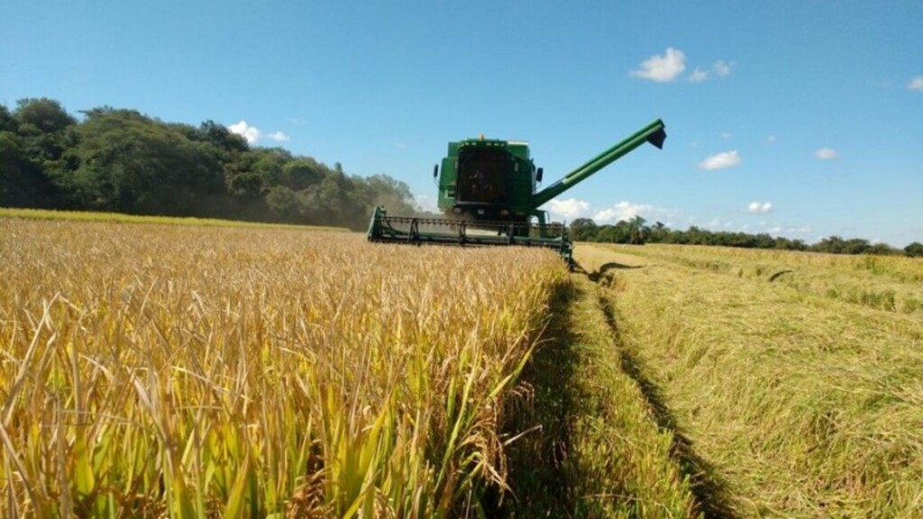 Produtividade da colheita do arroz teve queda no Rio Grande do Sul