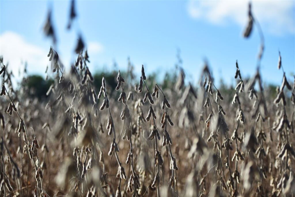 Produtores rurais concluem colheita de soja no Rio Grande do Sul