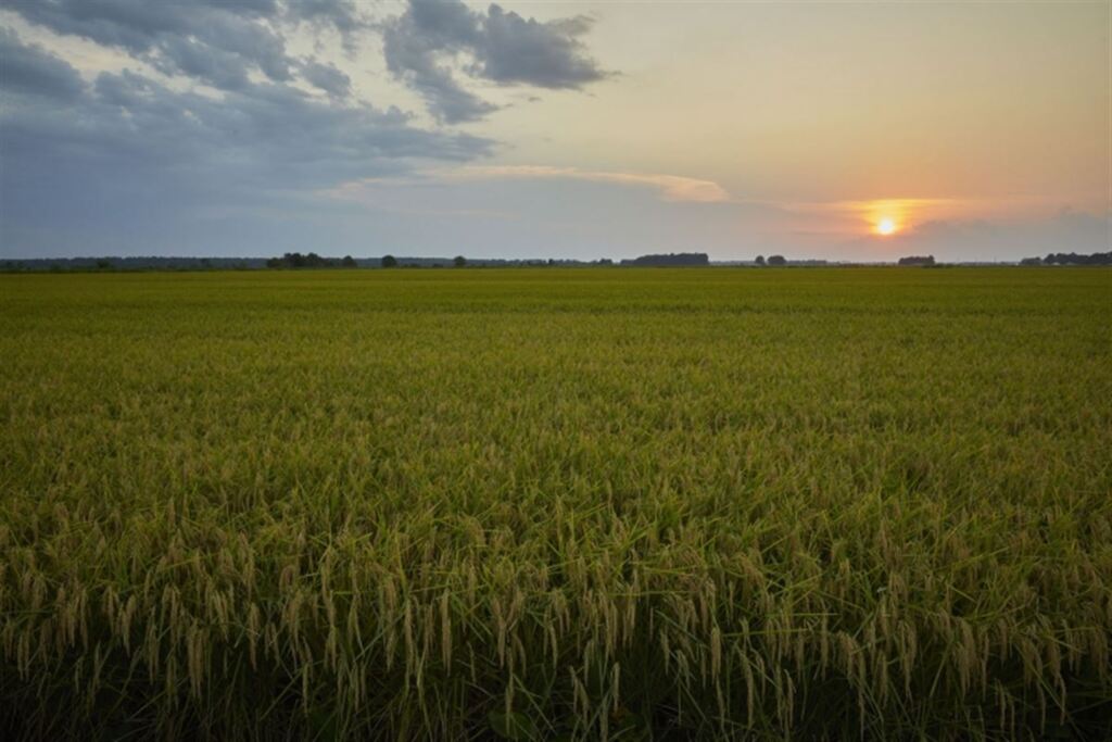 Colheita do arroz chega a 93% da área semeada no Rio Grande do Sul