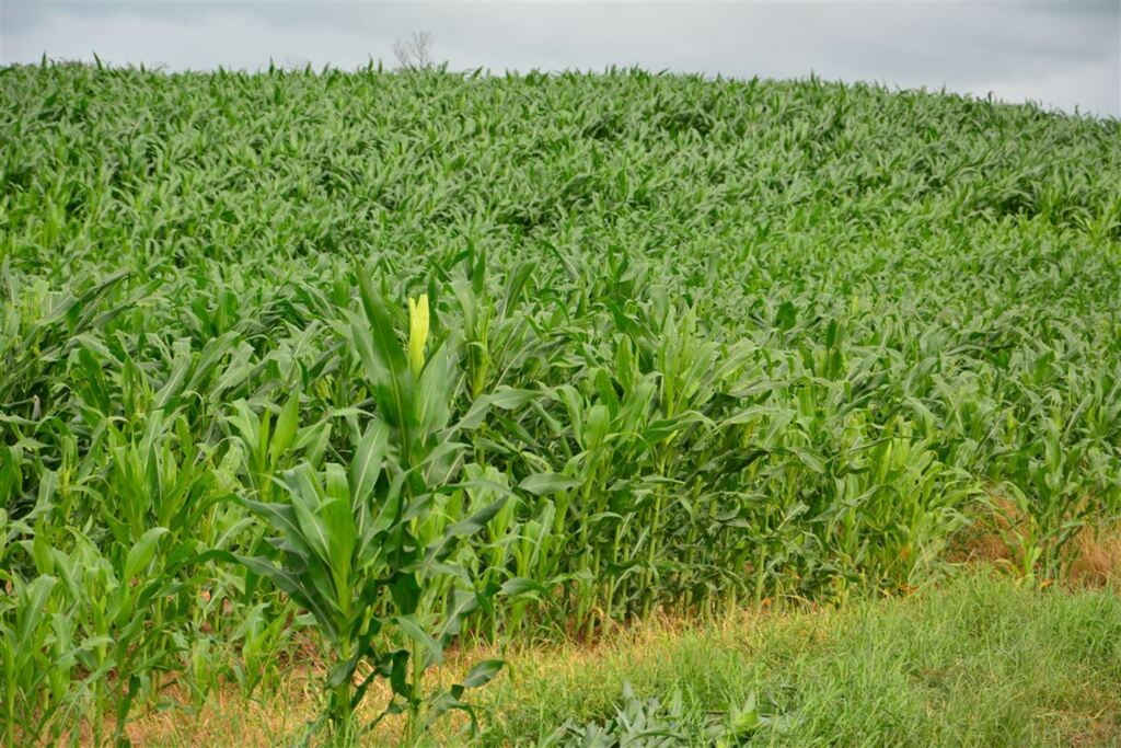 Colheita do milho atinge quase metade da área cultivada no Estado