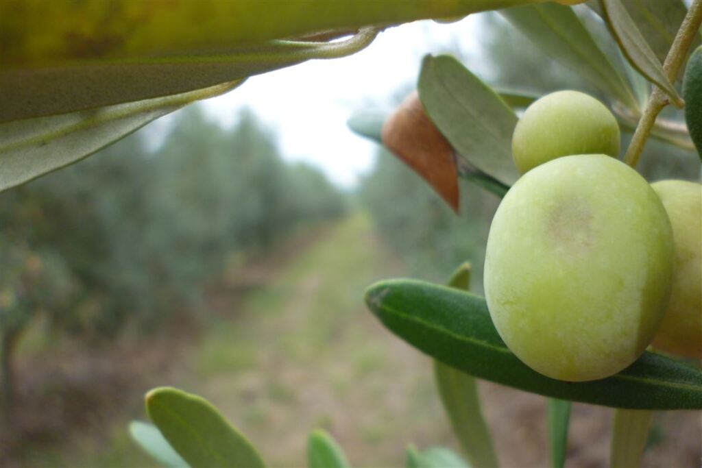 Laboratório da UFSM oferece serviço de análise da qualidade do azeite de oliva