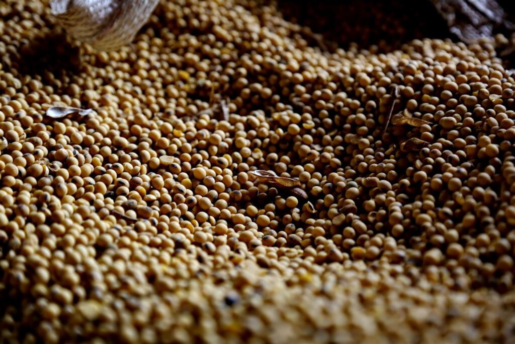Semeadura da soja atinge 97% da área estimada no Rio Grande do Sul