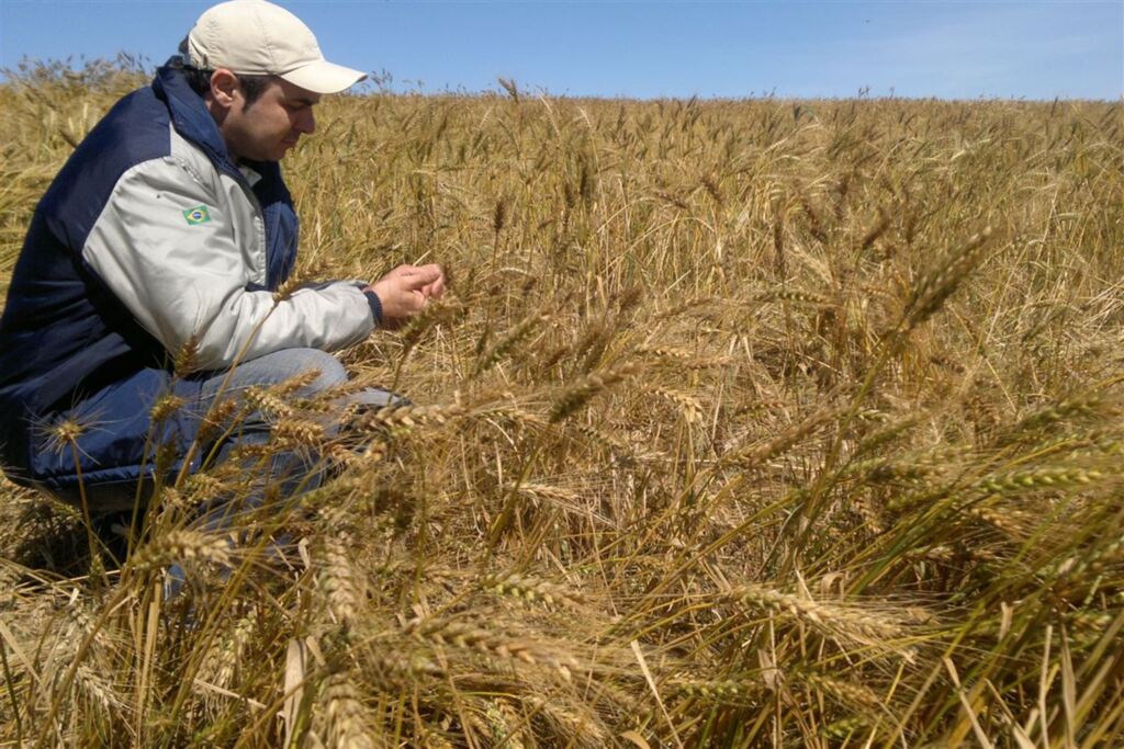 Colheita do trigo é finalizada no Estado com produtividade abaixo da estimada