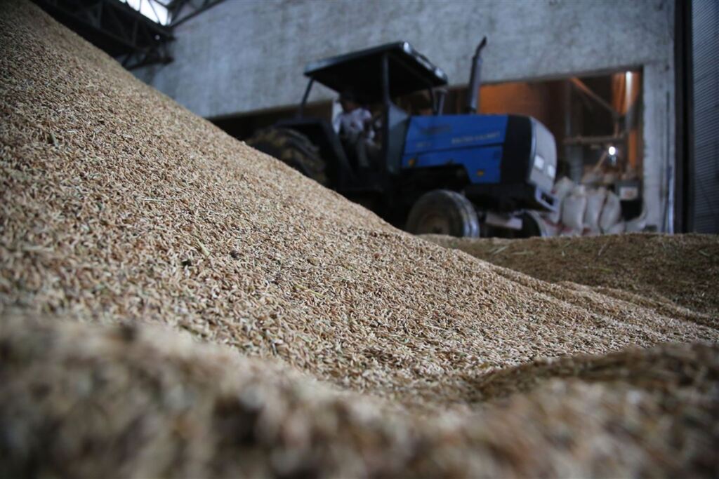 Embrapa e UFSM vão desenvolver APP para ajudar agricultores gaúchos no cultivo de arroz