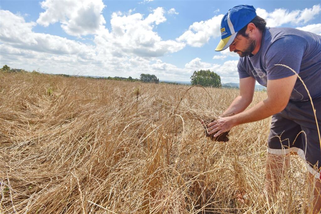 Para cada dia de atraso na semeadura, lavouras de soja da região perdem 26 kg por hectare