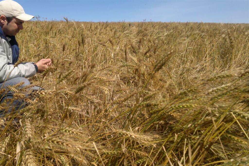 Produtividade e qualidade do trigo gaúcho estão abaixo do estimado