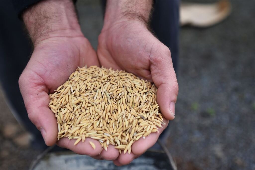 OUÇA: produtores de arroz perdem uma saca por hectare a cada dia de atraso na plantação